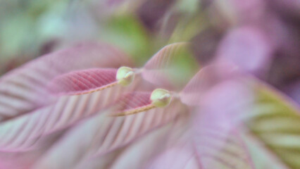 Presentation Backgrounds: Nature
