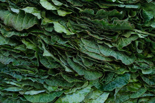 Collard greens