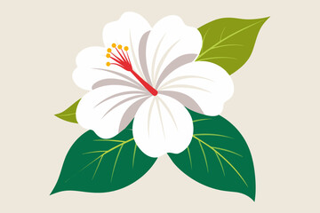 hibiscus-white-background--vector-illustration