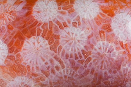 Red gatized fossil coral jade jewelry bracelet surface detail texture