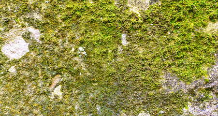 Moss lichen background on the grungy cement wall texture