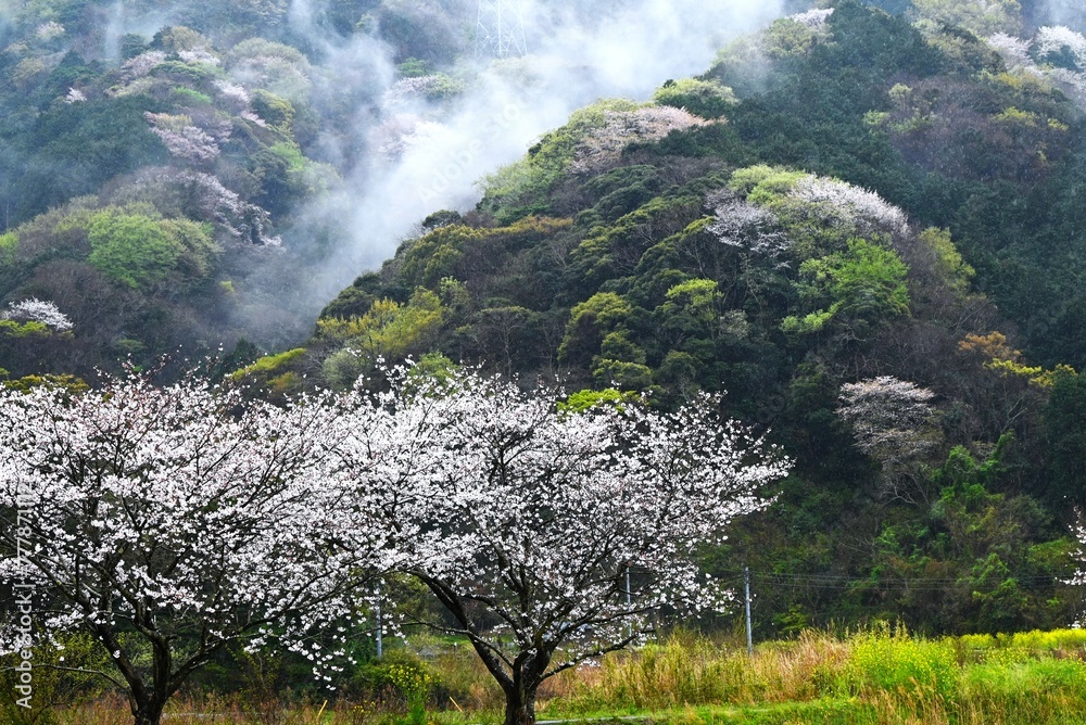 Canvas Prints japan sightseeing trip. cherry blossoms in full bloom on a rainy day. seasonal background material.