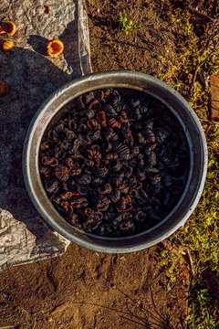 Indian mangosteen drying in the sun 