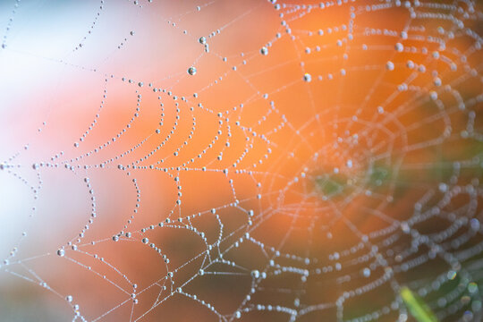 Dewy spider web macro