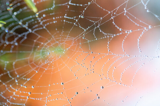 Dewy spider web macro