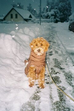 A cute dog standing in the snow in December