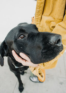 Great Dane Dog