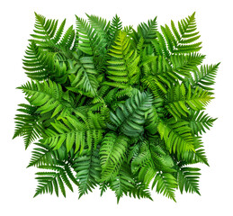 A large green plant with many leaves is the main focus of the image, cut out - stock png.