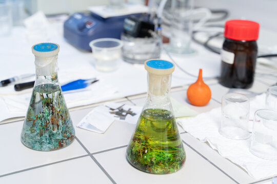 Catalysis Laboratory Experiment