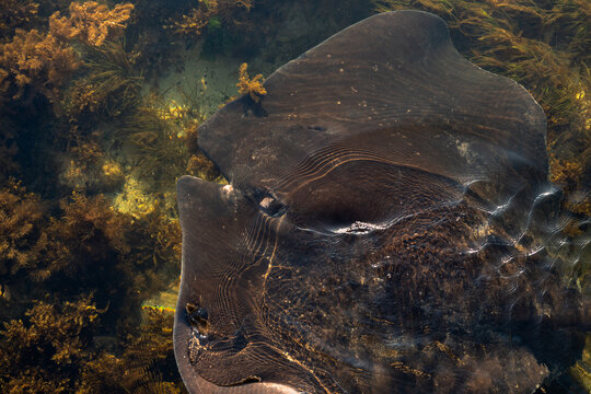 A close up of a ray.