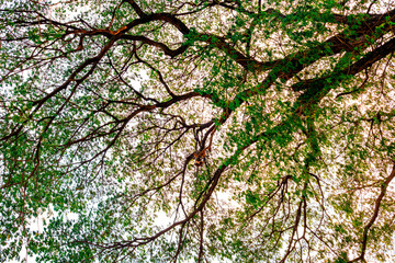 Mixed forest, green deciduous trees The rich natural ecosystem of the rainforest concept is about conservation and natural reforestation.	