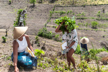 Cooperative group of volunteers sharing agricultural activities