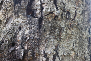 close up photo of tree bark