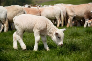 Adorable lamb peacefully grazes amidst green meadow and flock