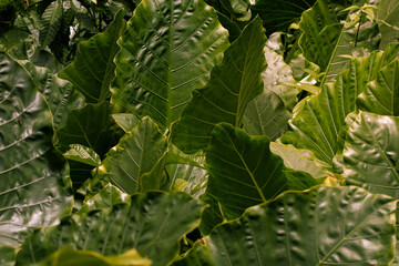 big green leaves pattern