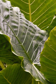 big green leaves pattern