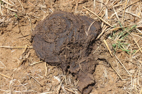 cow dung can be used as organic plant steel