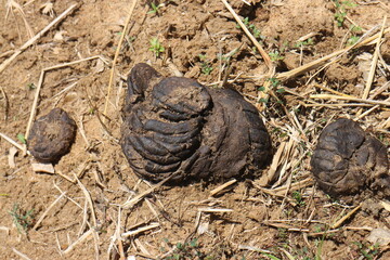 cow dung can be used as organic plant steel