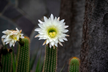 Large white flower of an organ pipe cactus (stenocereus thurberi), native to Mexico