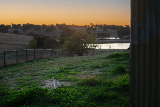 cat on farm