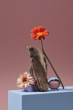 Wood branch and daisy flowers on pink pastel background