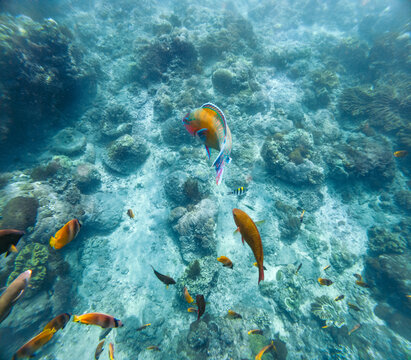 Underwater shot of colorful fish in the sea