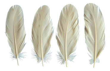 Four white feathers are shown in a row, each with a different length - stock png.