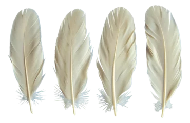 Rolgordijnen Veren Four white feathers are shown in a row, each with a different length - stock png.