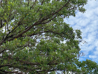 Obraz premium branches of a tree with blue sky, Coral Tree