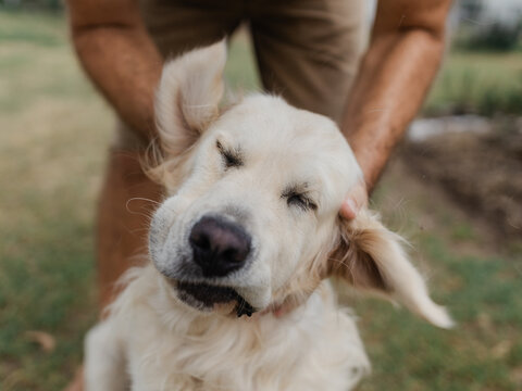 Golden retriever has face contorted by pats