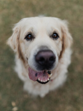 Wide angle overhead portrait of golden retriever