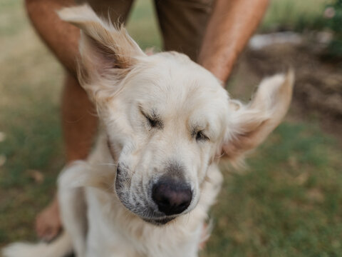 Golden retriever has face contorted by pats