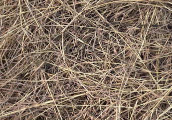 close up of hay on the ground