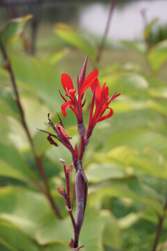 beautiful canna lily flowers in the garden