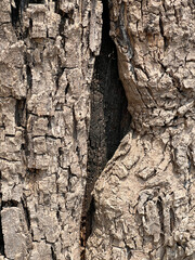 tree bark texture background, close up
