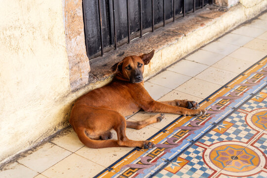 Street Dog. 