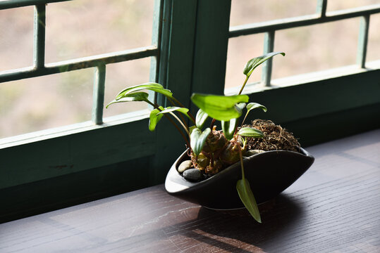 Plant in a pot on the wooden table