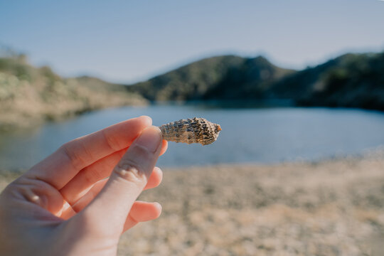 seashell at beach