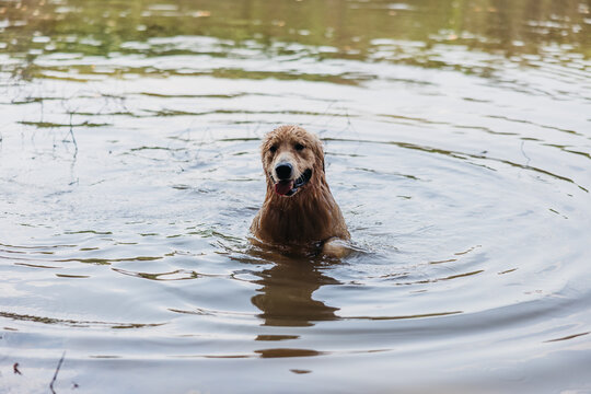 Golden Retriever Enjoying a Swim
