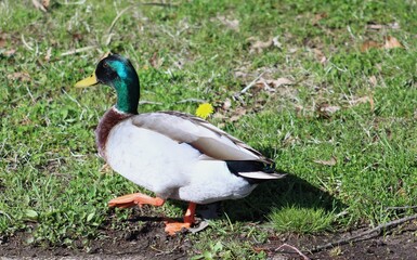 Naklejka na ściany i meble mallard duck on the grass