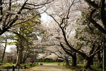 spring in the park