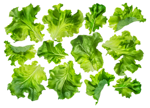 A collection of green leafy vegetables, including lettuce, spinach, and kale, cut out - stock png.