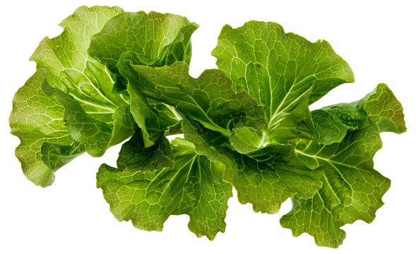A bunch of green leaves of lettuce - stock png.