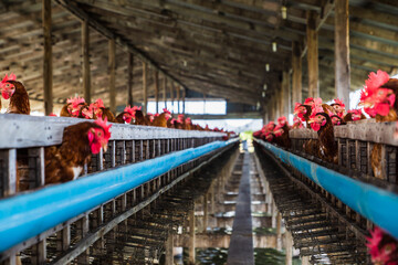 The farm raises chickens and lays eggs in the farm and the chickens eat food in the farm.