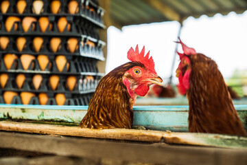 Chicken farm for producing fresh and healthy eggs for raising laying hens on the farm.