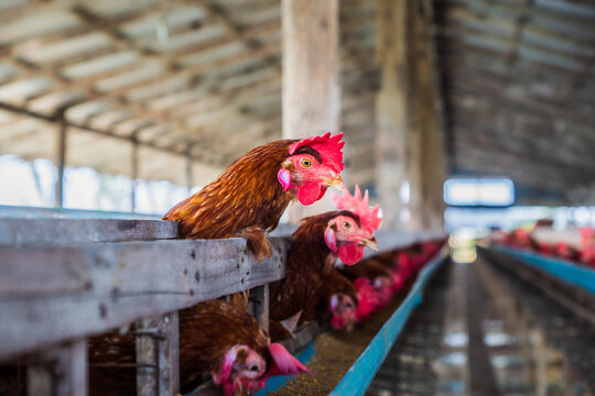 The farm raises chickens to produce fresh eggs. Chickens lay eggs in a chicken coop in a biological farm. Chickens on the farm raise chickens and eat food on the farm...