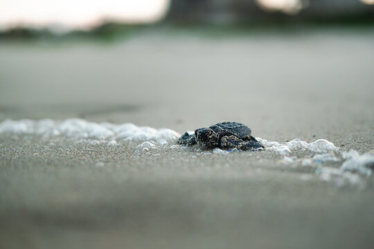 baby sea turtle on the sand