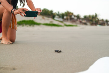  woman filming with phone a Release Of A Baby Sea Turtle