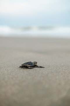 baby sea turtle 