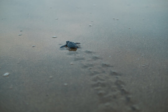 baby sea turtle 